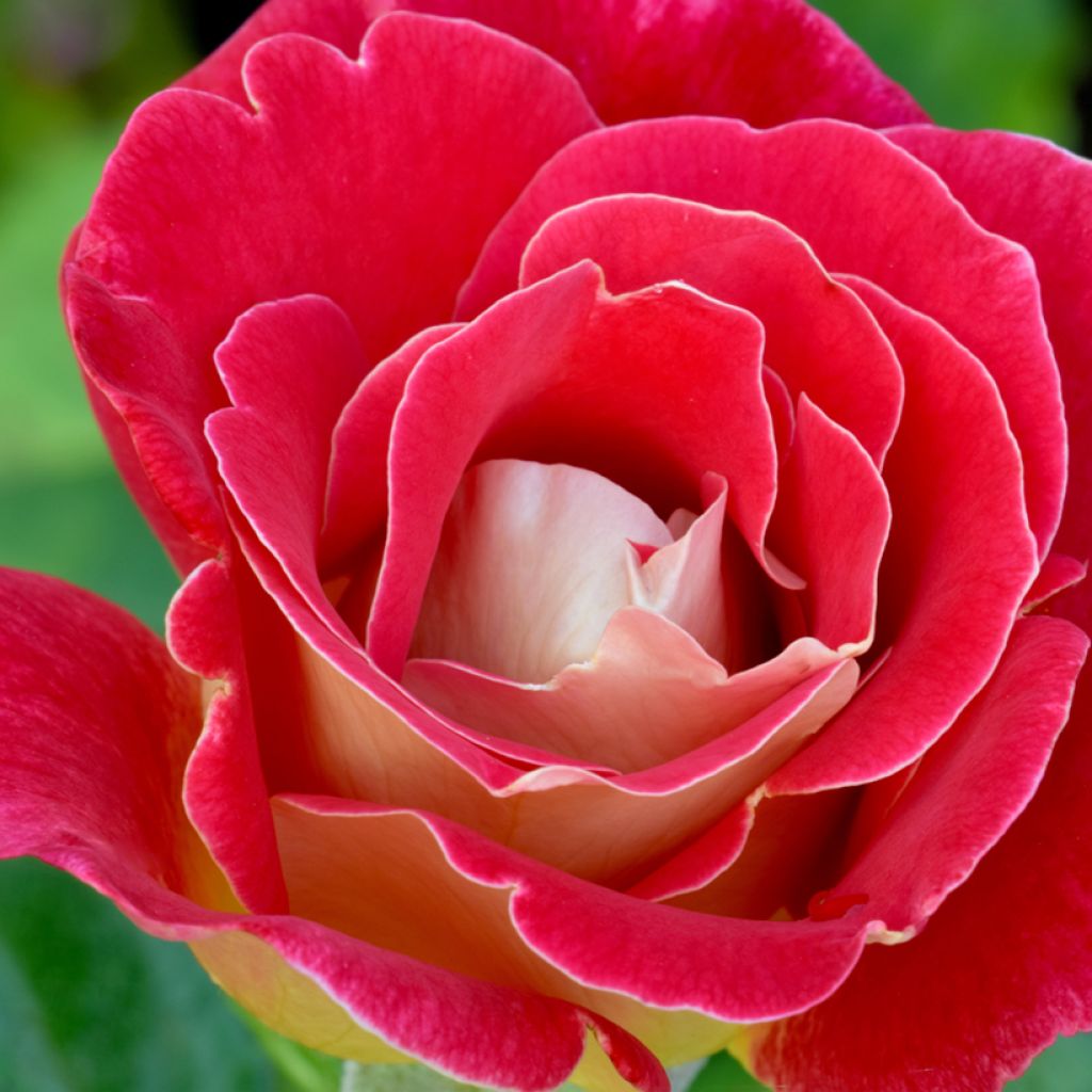 Rosa Bicolette - Rose ibrida di tea