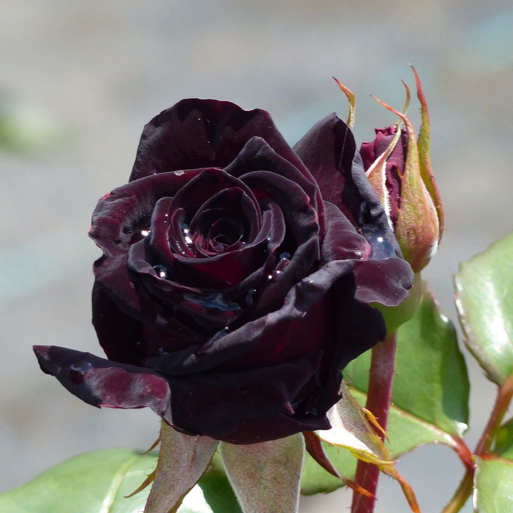 Rosa Black Baccara - Rose ibrida di tea