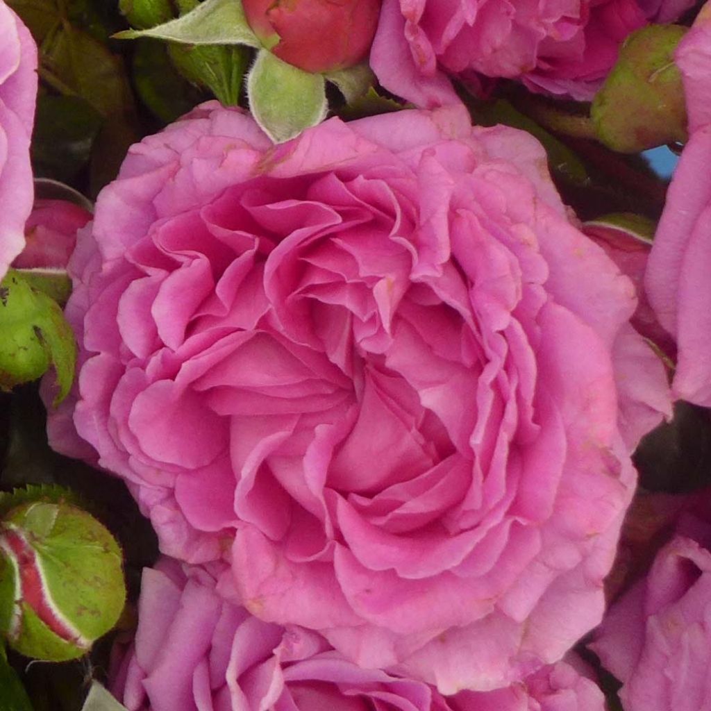 Rosa Claire Marshall