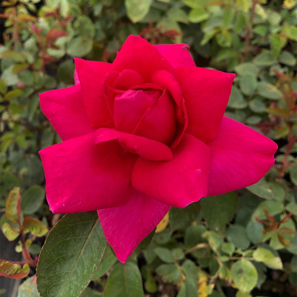 Rosa Criterion