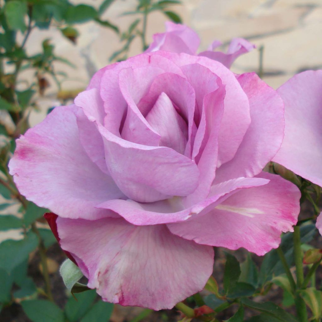 Rosa Dioressence - Rose ibrida di tea