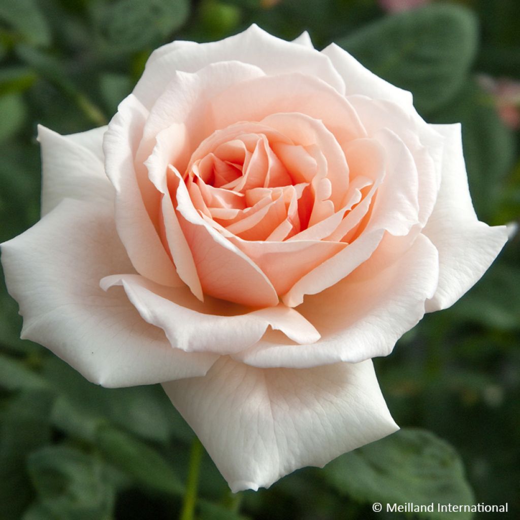 Rosa Donatella - Rose ibrida di tea