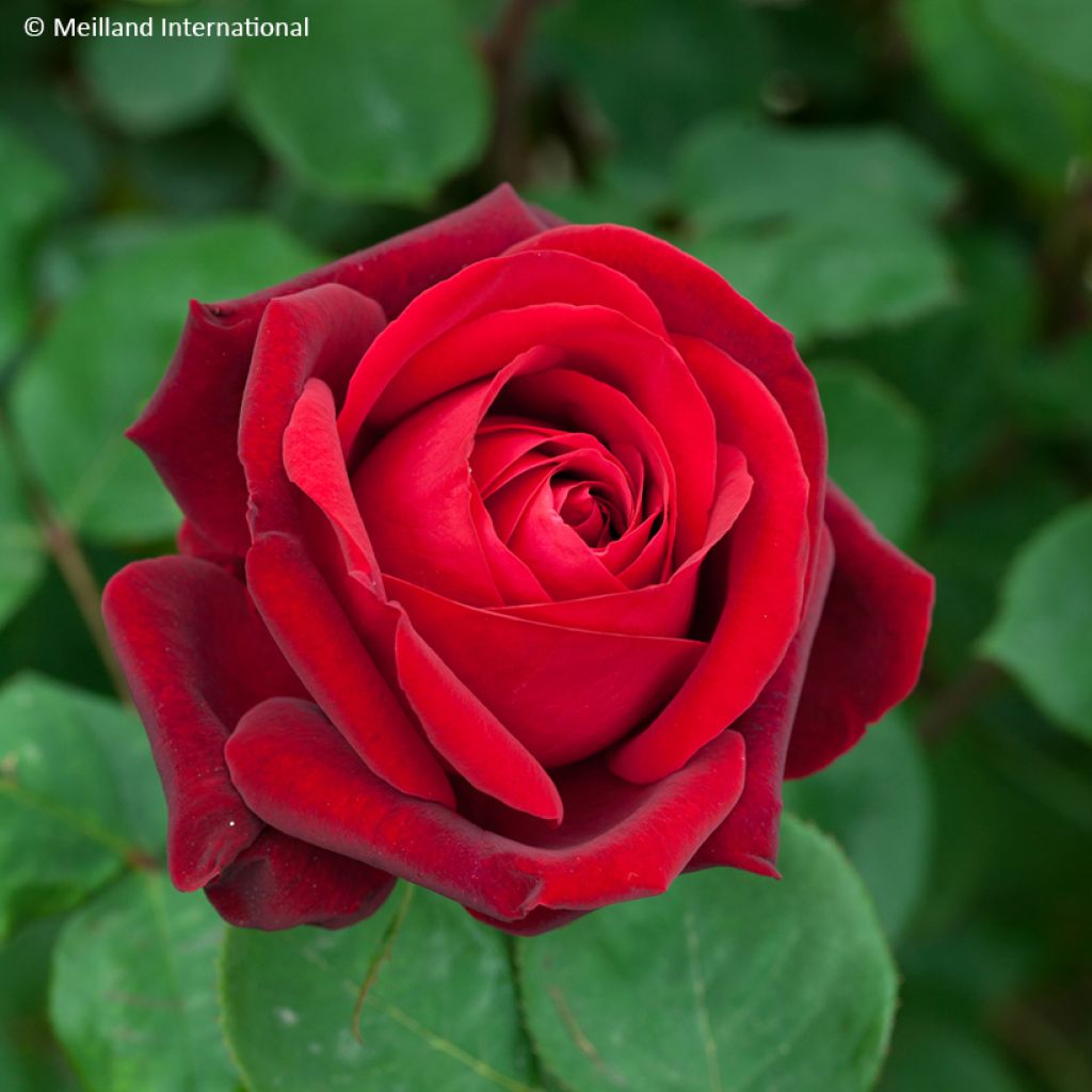 Rosa Edith Piaf  - Rose ibrida di tea