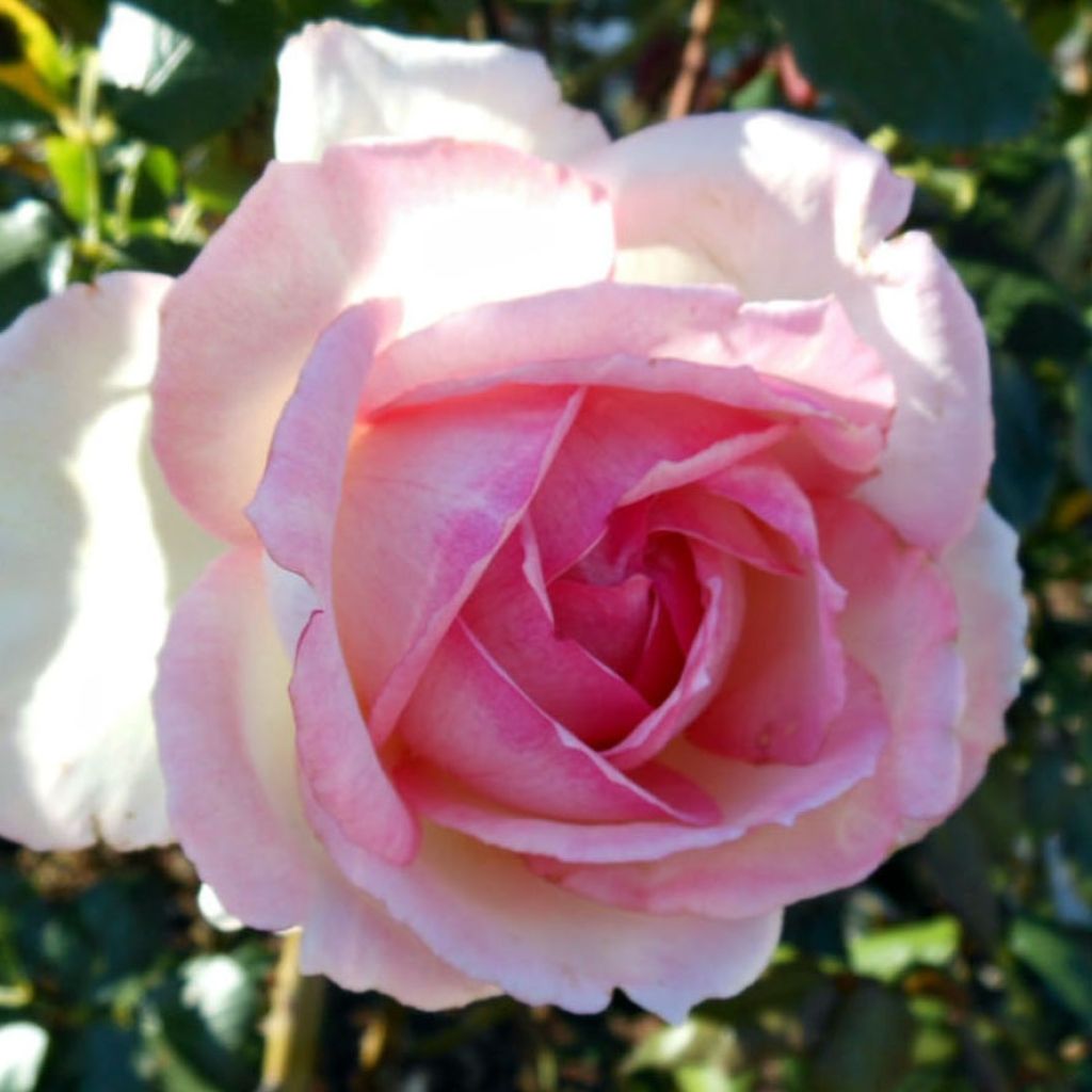 Rosa Honore de Balzac