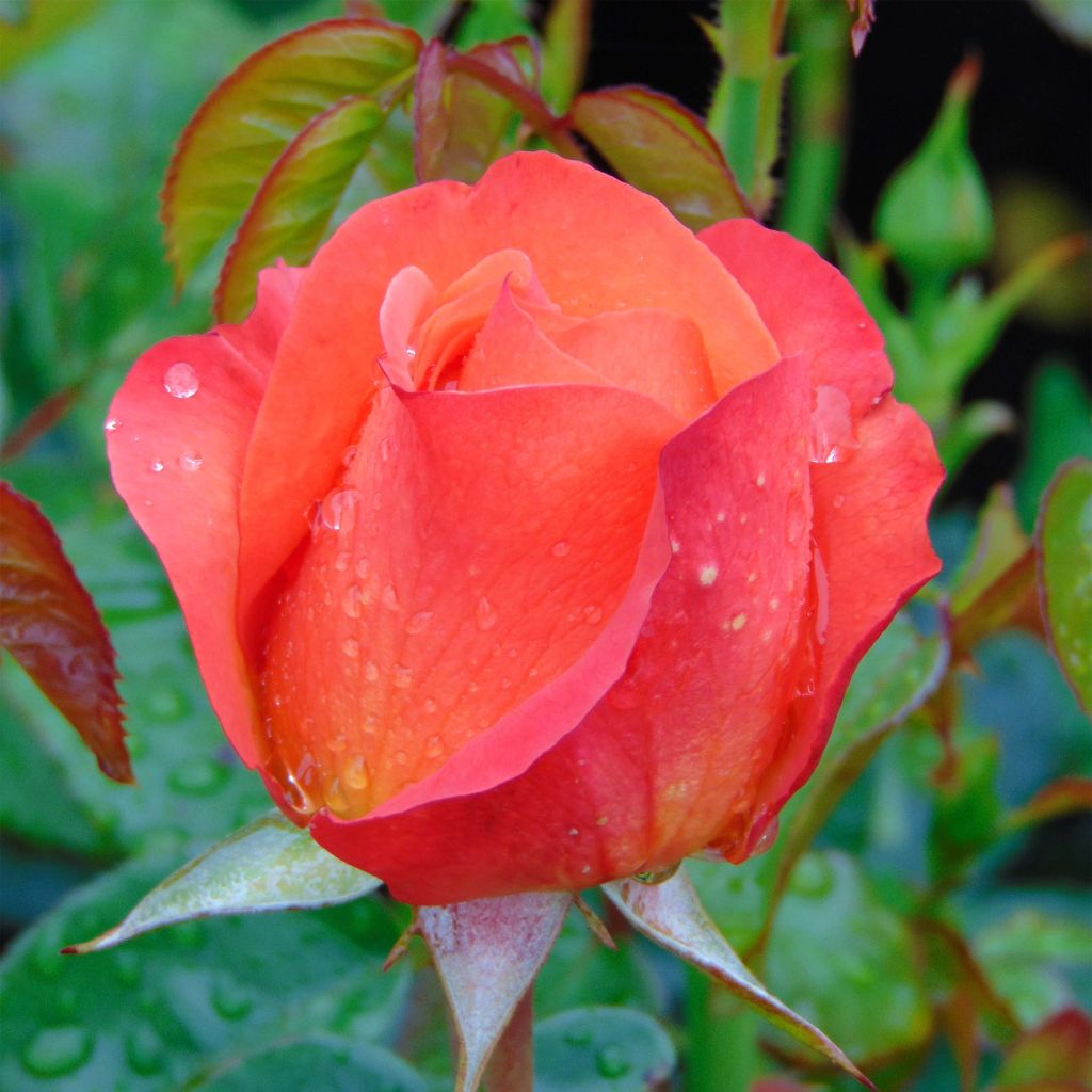 Rosa Ibiza - Rose ibrida di tea