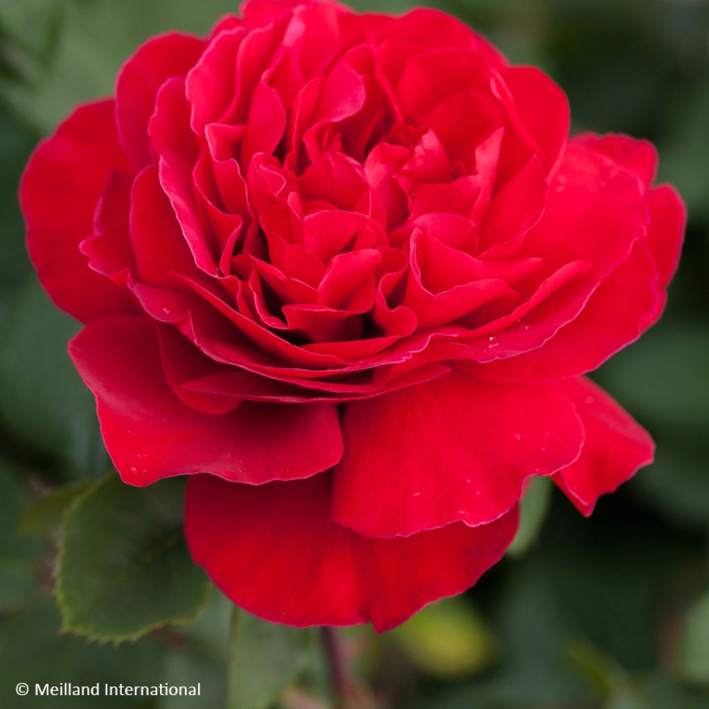 Rosa Jean-Pierre Pernaut - Rose ibrida di tea