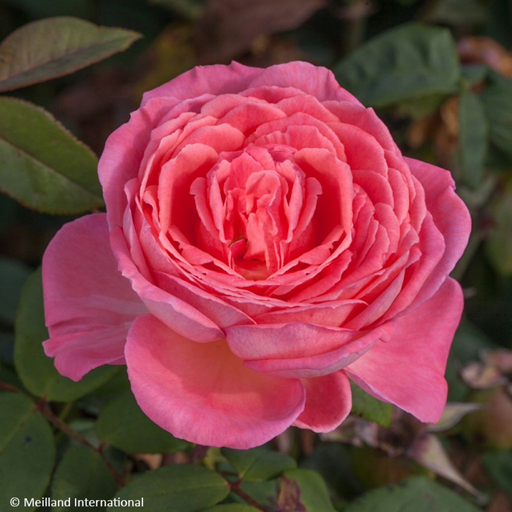 Rosa Liv Tyler - Rose ibrida di tea