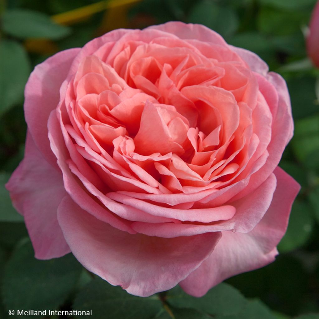 Rosa Mademoiselle Meilland - Rose ibrida di tea