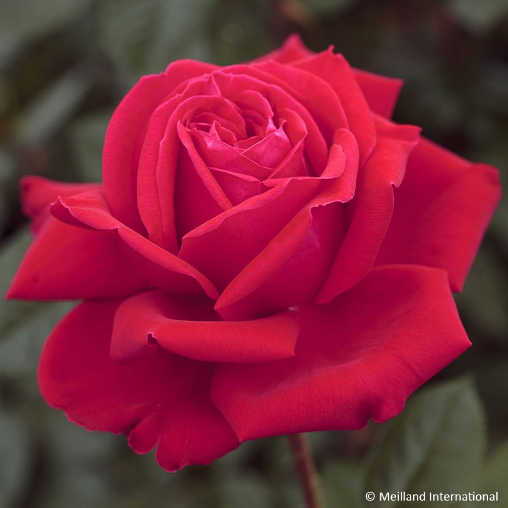 Rosa Marylou - Rose ibrida di tea