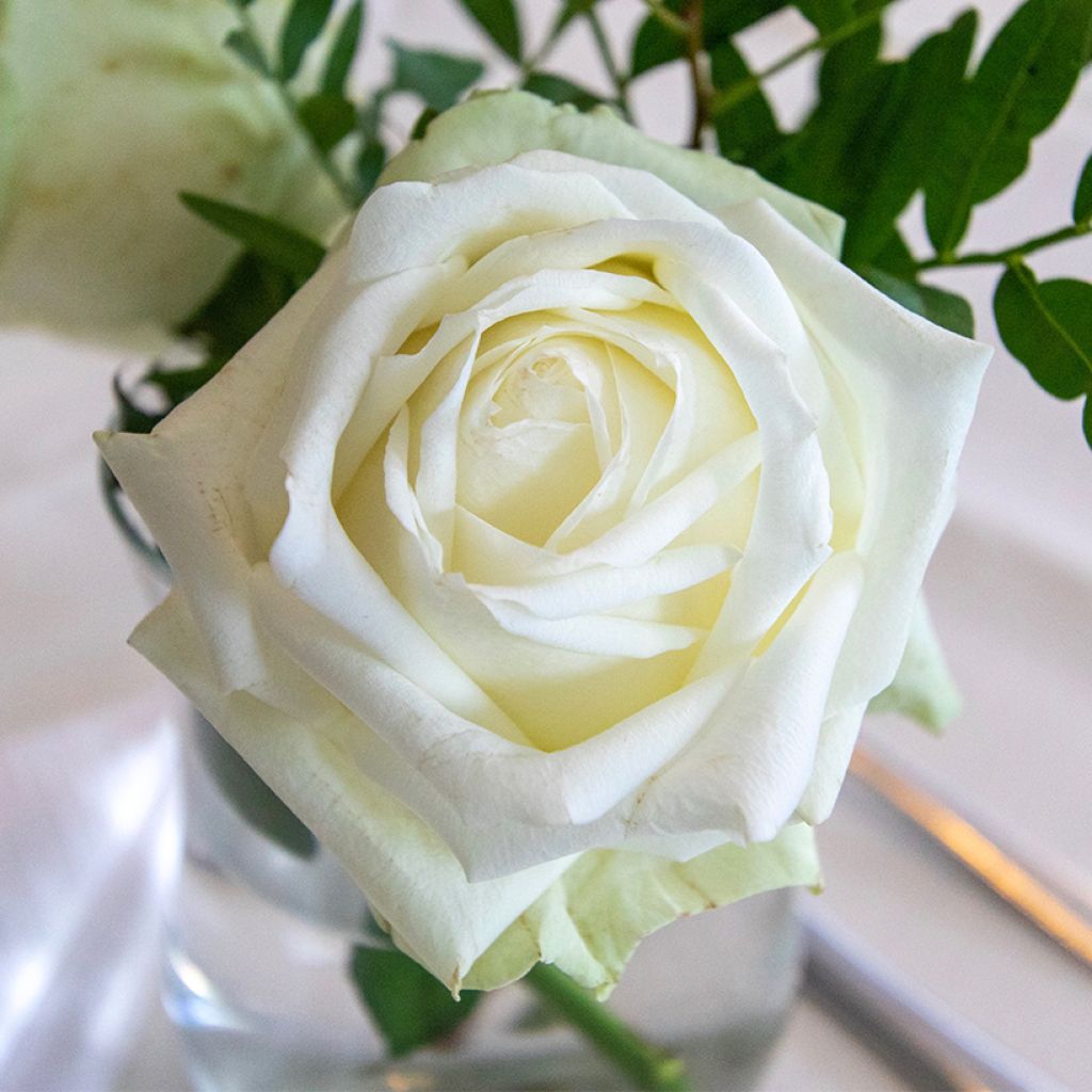 Rosa Mission Patrimoine