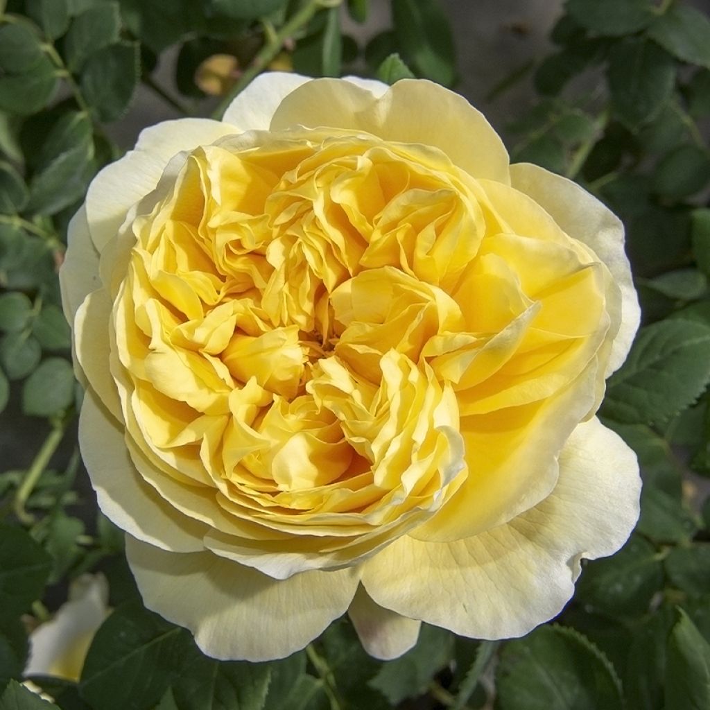 Rosa Rose de Bretagne Adareflixa