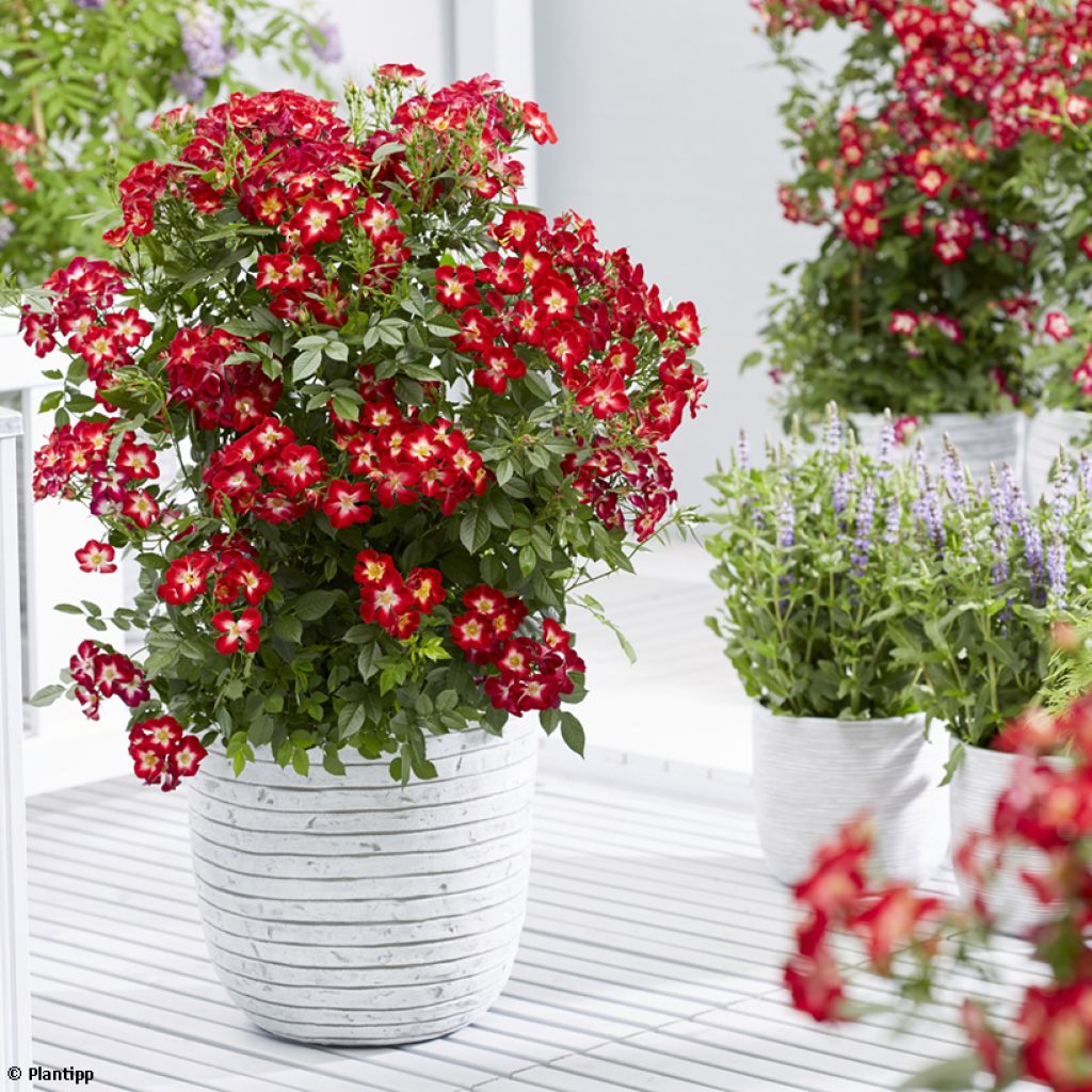 Rosa polyantha Everglow Ruby