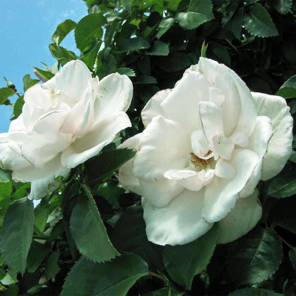 Rosa Floribunda Tiramisu Bio