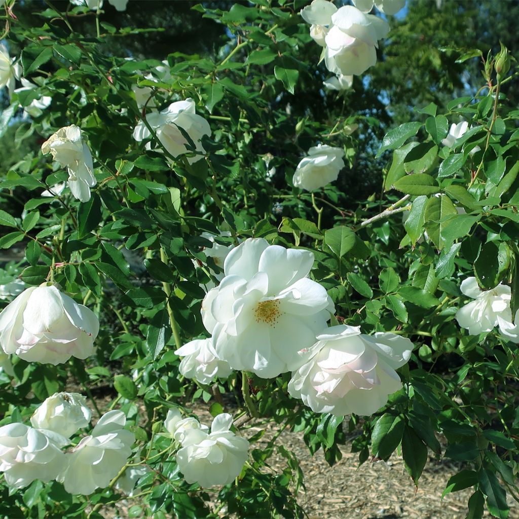 Rosa Floribunda Tiramisu Bio