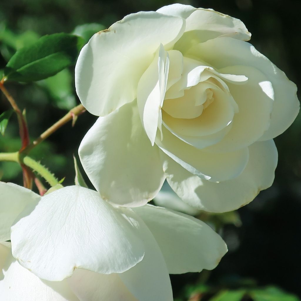 Rosa Floribunda Tiramisu Bio