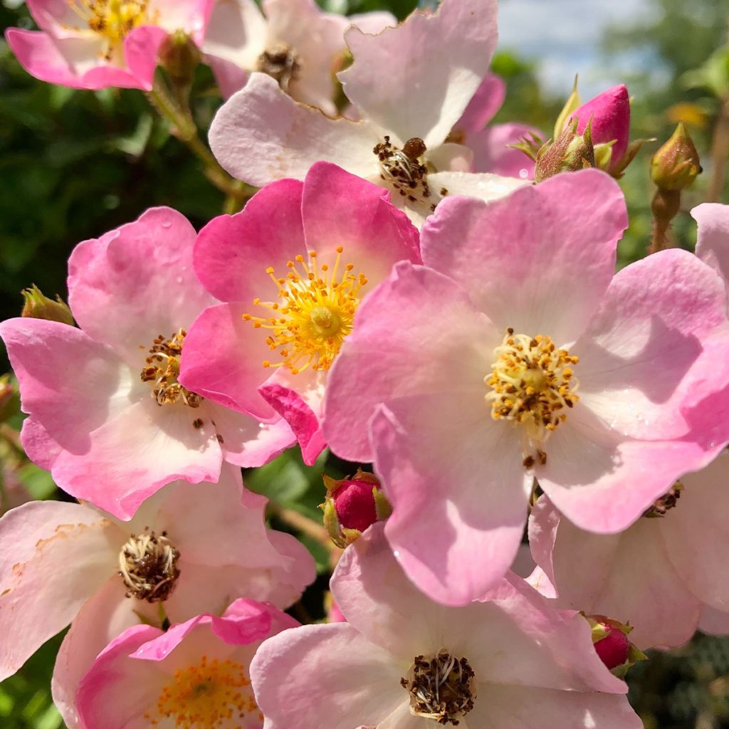 Rosai ad arbusto Ballerina