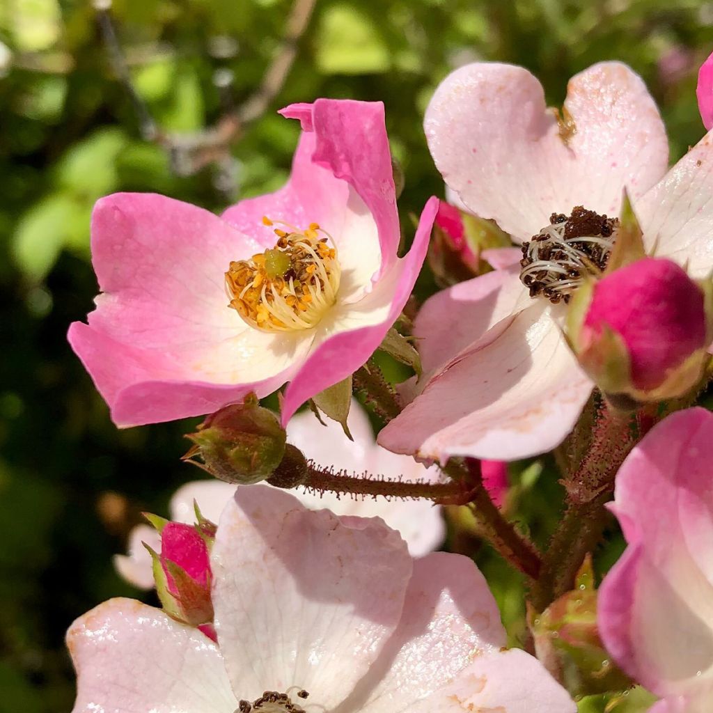 Rosai ad arbusto Ballerina