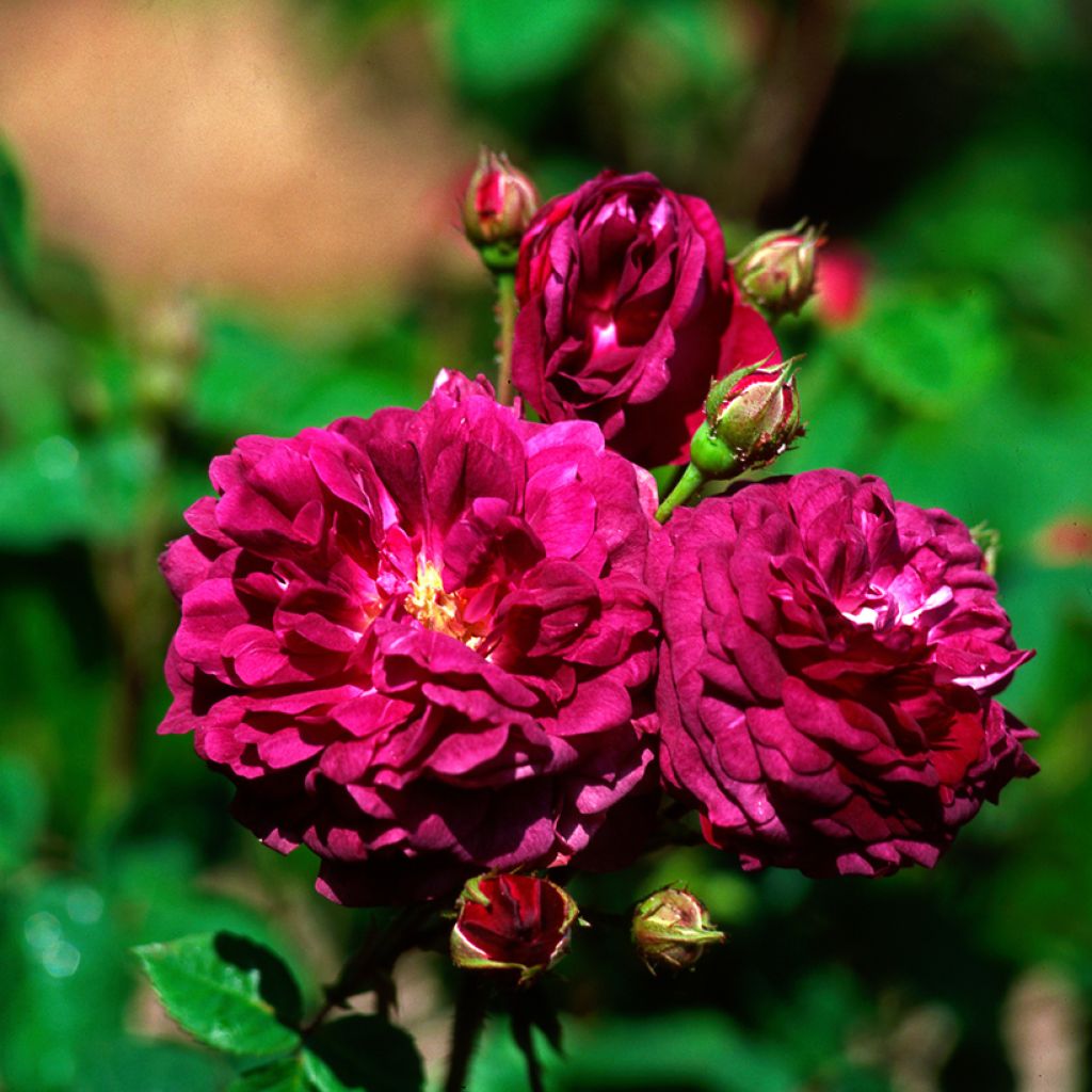 Rosa gallica Cardinal de Richelieu - Rosa serpeggiante