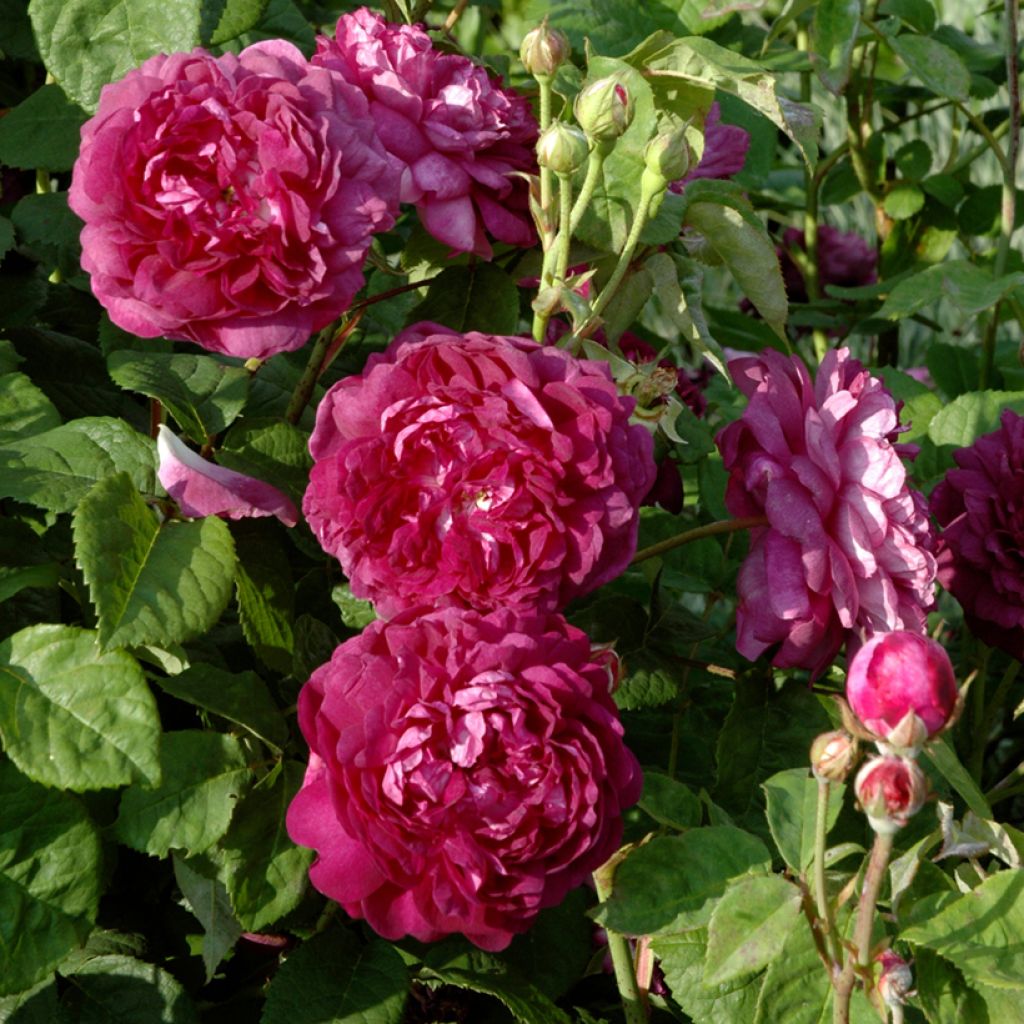 Rosa gallica Cardinal de Richelieu - Rosa serpeggiante