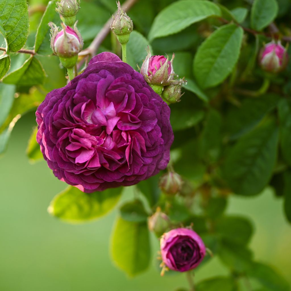 Rosa gallica Cardinal de Richelieu - Rosa serpeggiante
