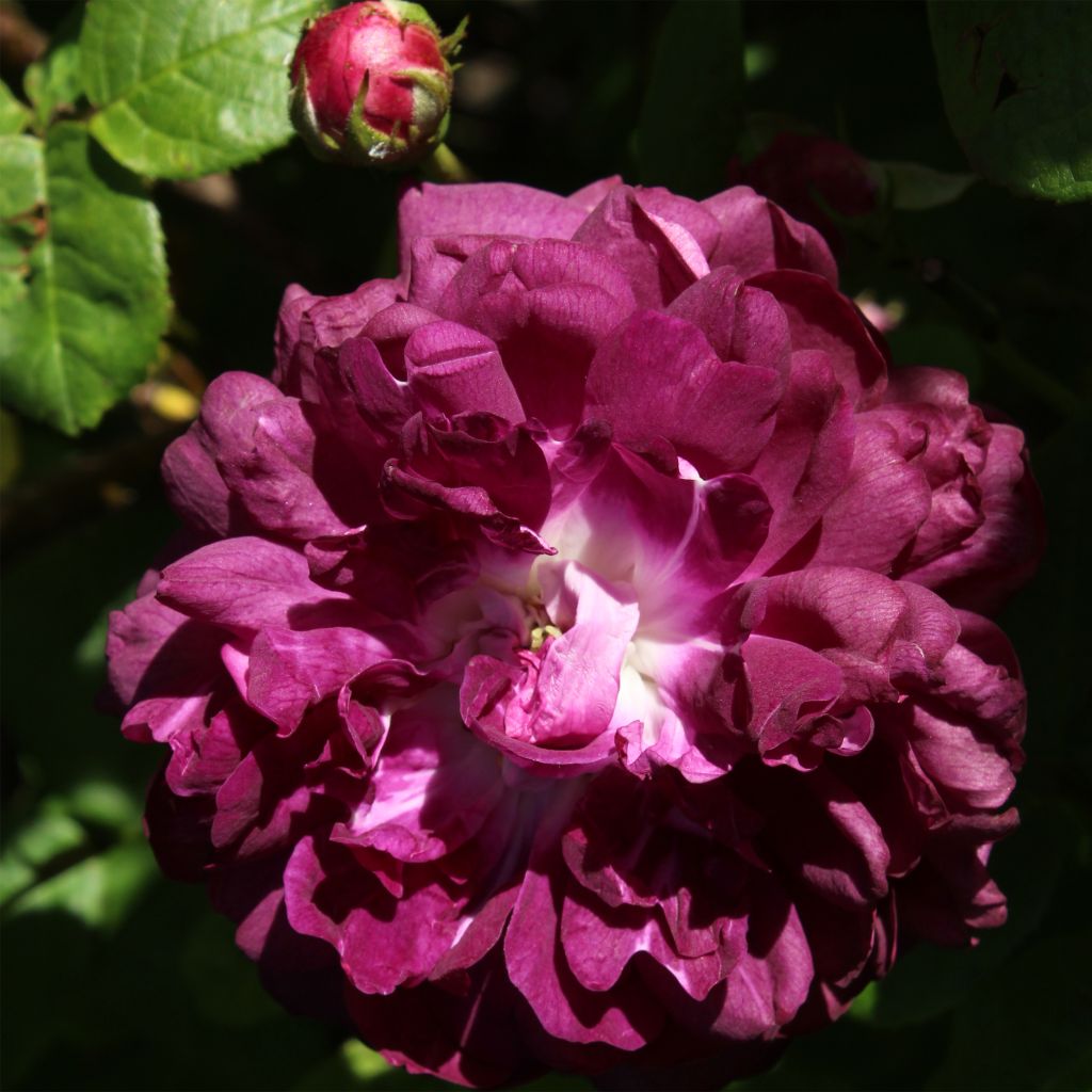 Rosa gallica Cardinal de Richelieu - Rosa serpeggiante