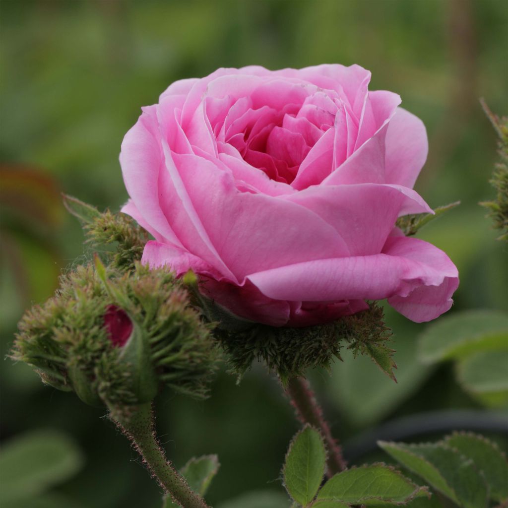 Rosa centifolia Cristata