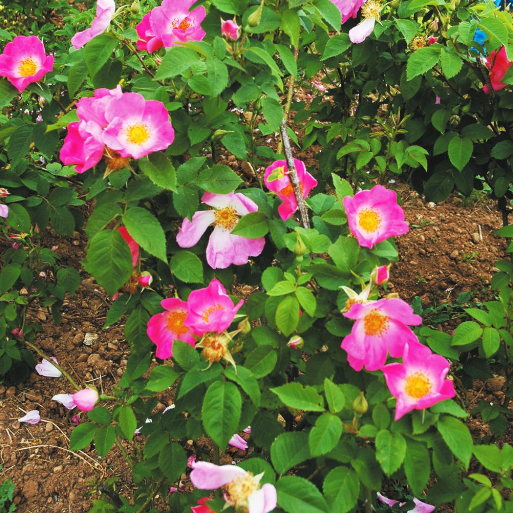 Rosa gallica Complicata - Rosa serpeggiante