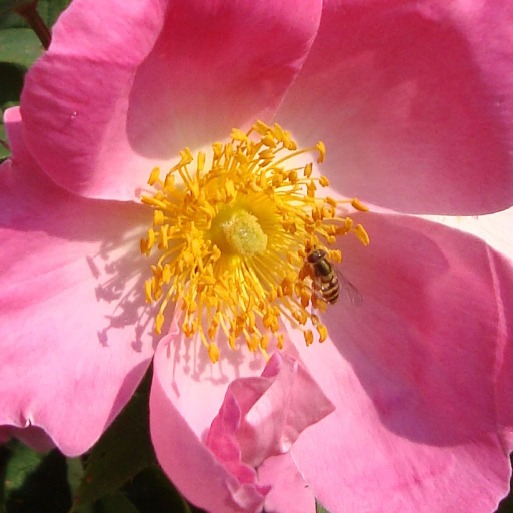 Rosa gallica Complicata - Rosa serpeggiante