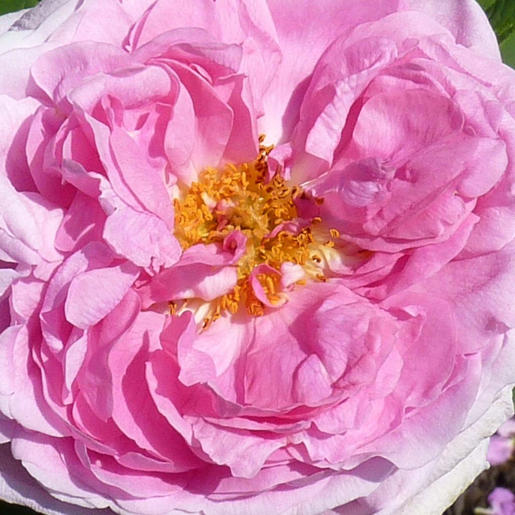 Rosa antica Comte de Chambord
