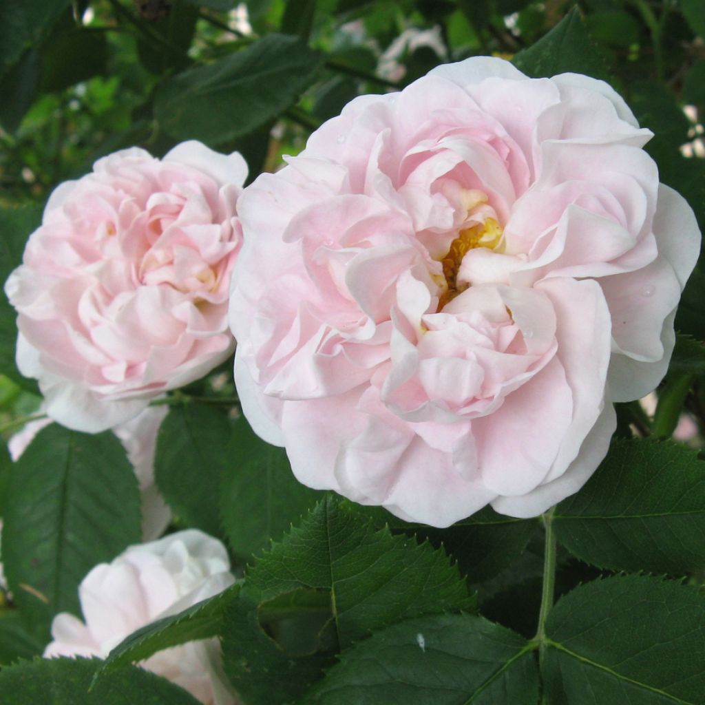 Rosa bianca Cuisse de Nymphe