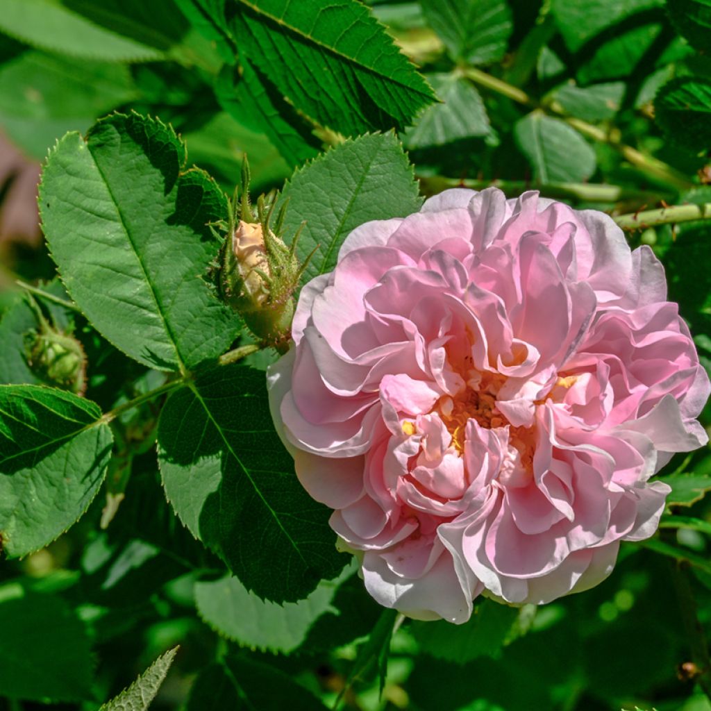 Rosa bianca Cuisse de Nymphe