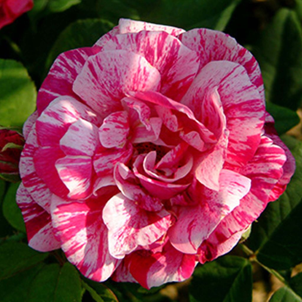 Rosa antica Ferdinand Pichard
