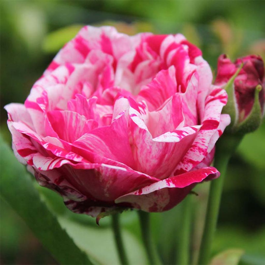 Rosa antica Ferdinand Pichard