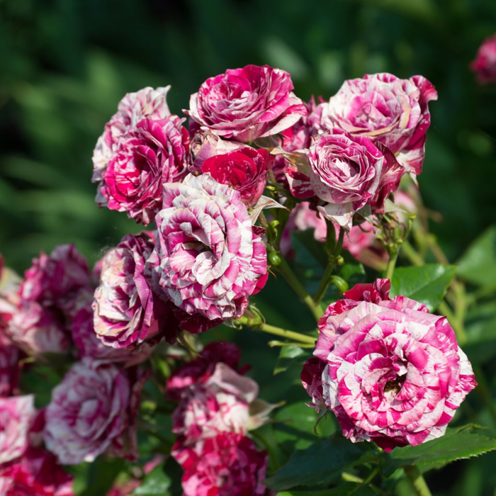 Rosa antica Ferdinand Pichard