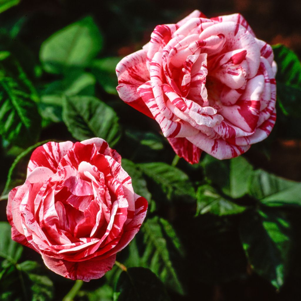 Rosa antica Ferdinand Pichard