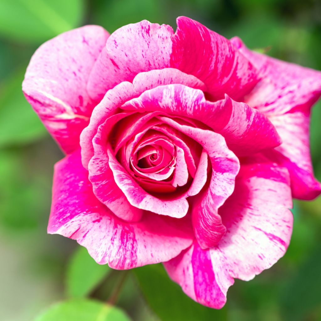 Rosa antica Ferdinand Pichard