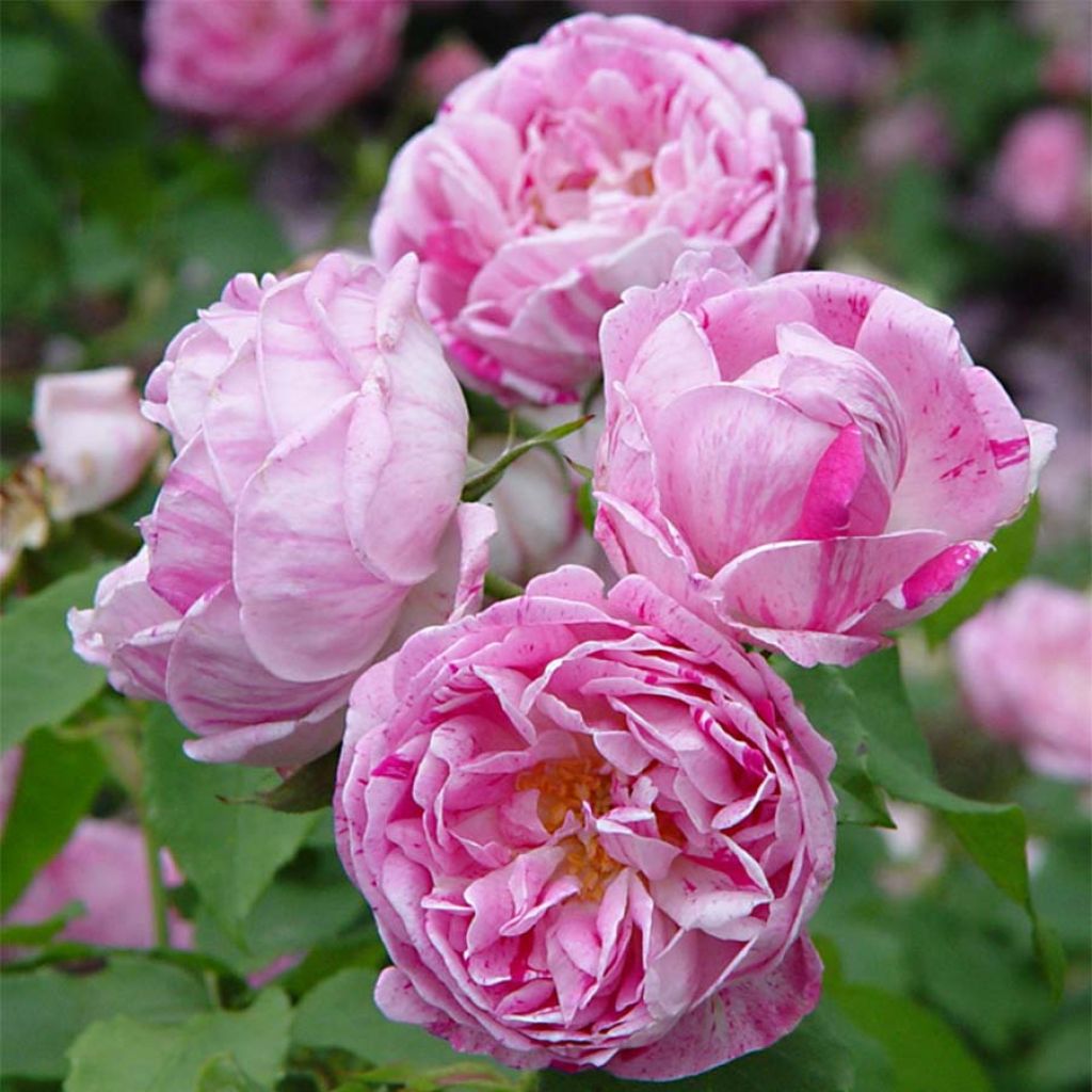 Rosa antica Honorine de Brabant