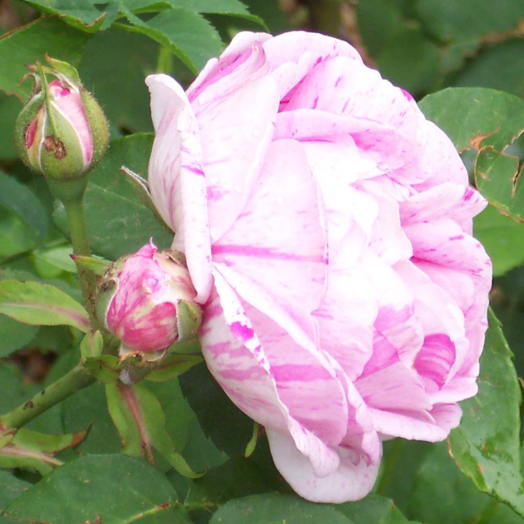 Rosa antica Honorine de Brabant