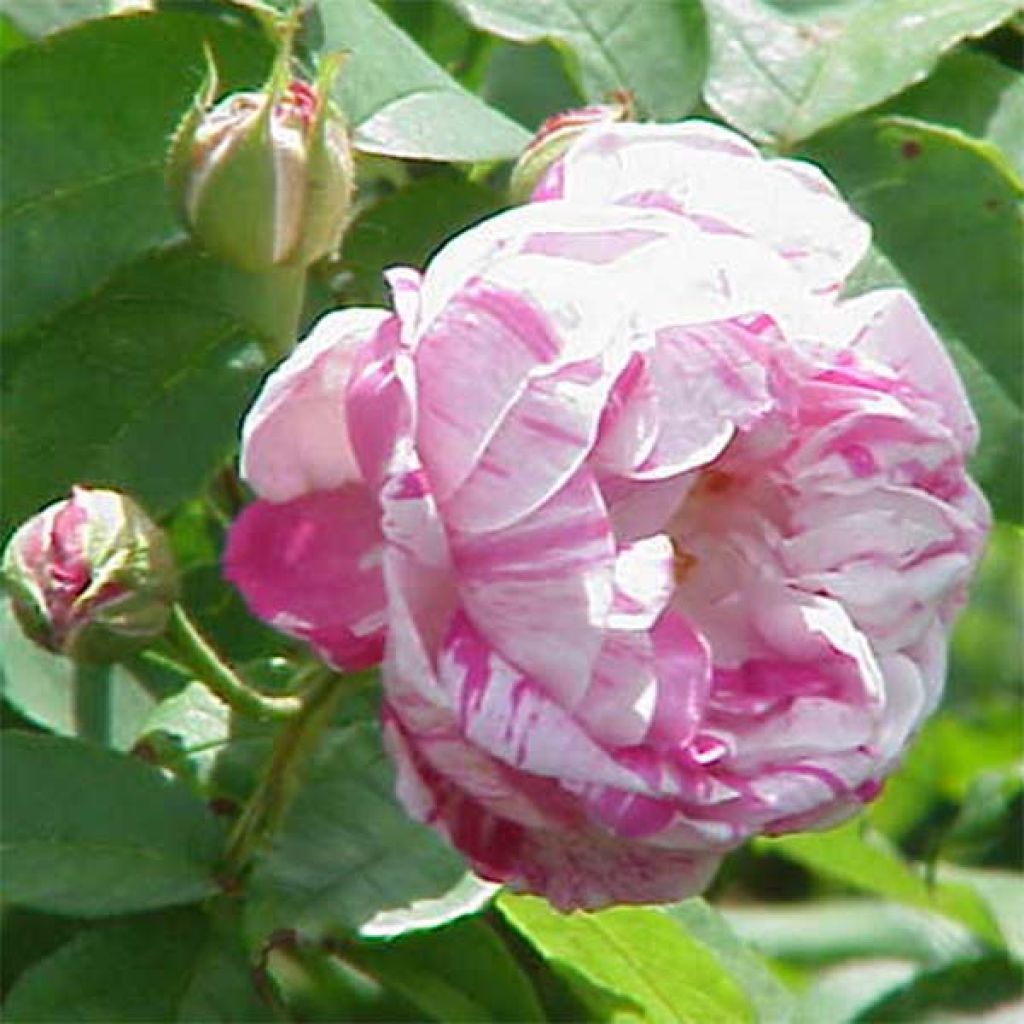Rosa antica Honorine de Brabant