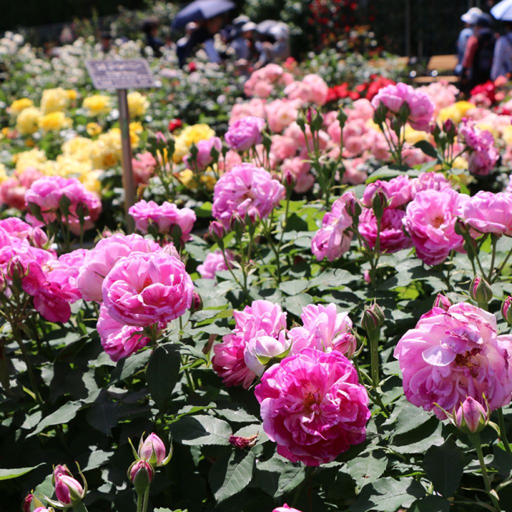 Rosa antica Honorine de Brabant