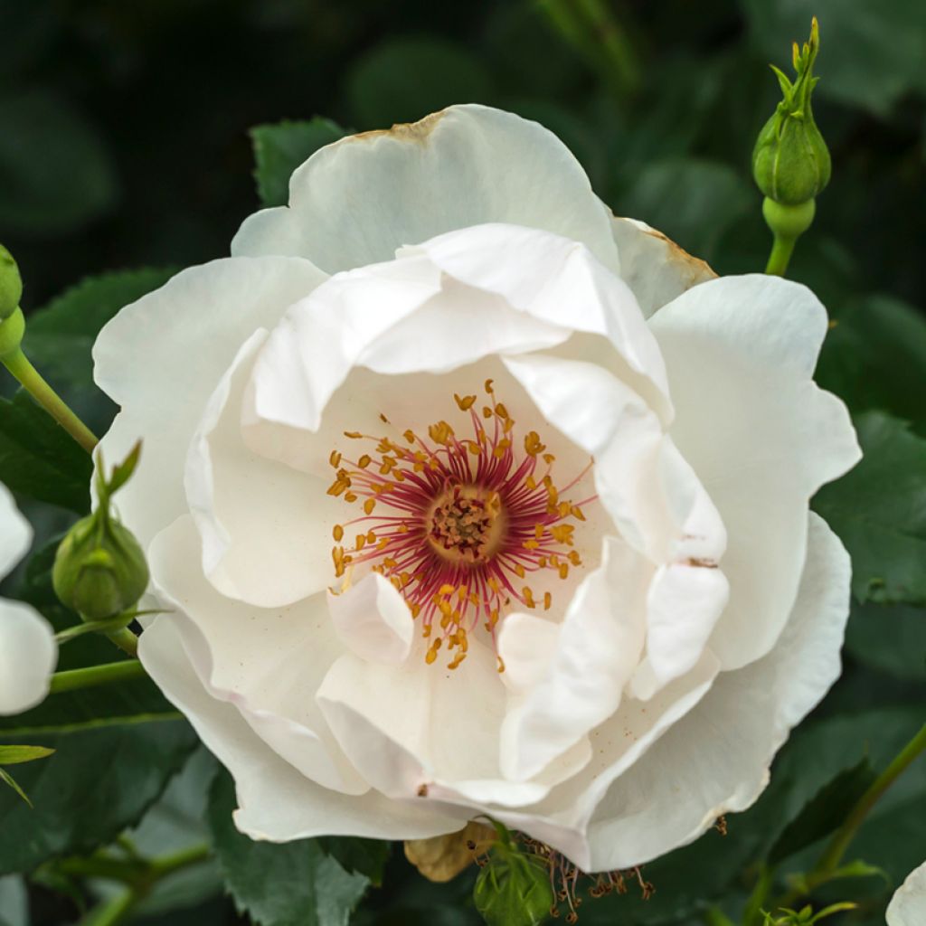 Rosa Jacqueline du Pré - Rose ibrida di tea