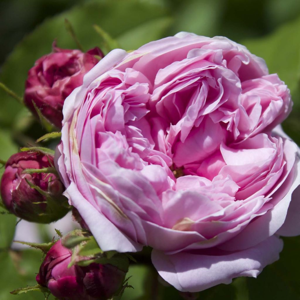 Rosa antica Jacques Cartier