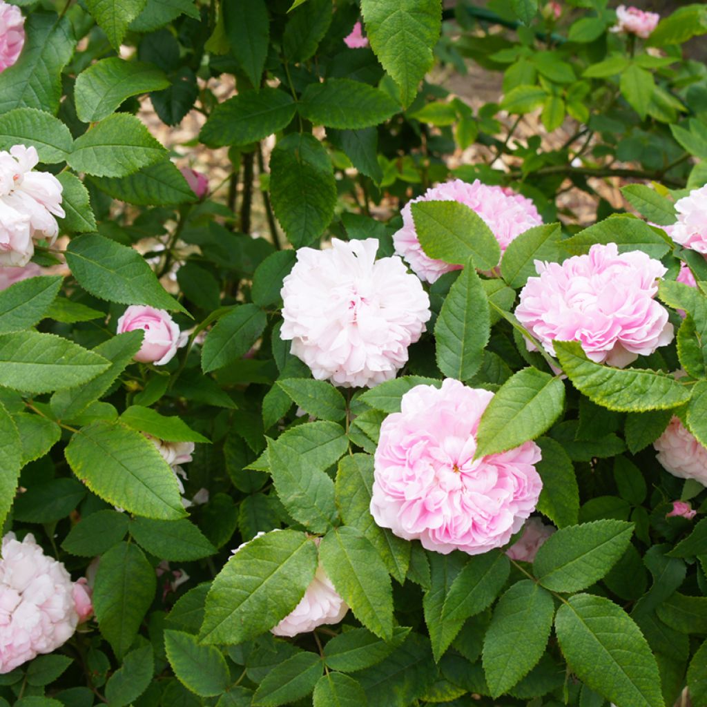 Rosa antica Jacques Cartier