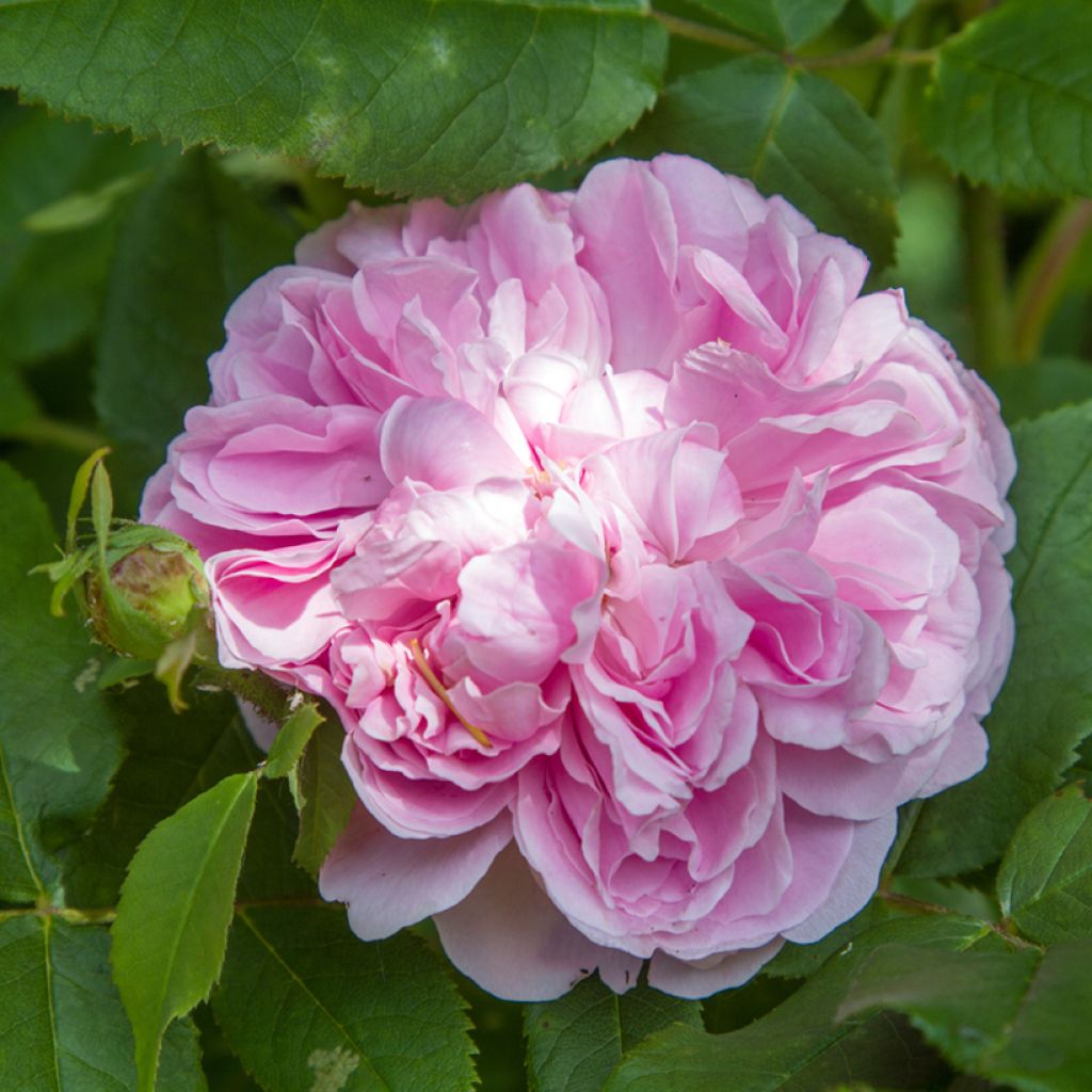 Rosa antica Jacques Cartier
