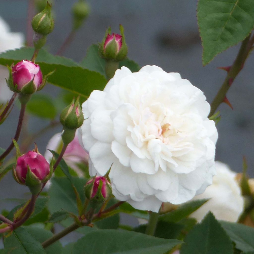 Rosa antica Little White Pet