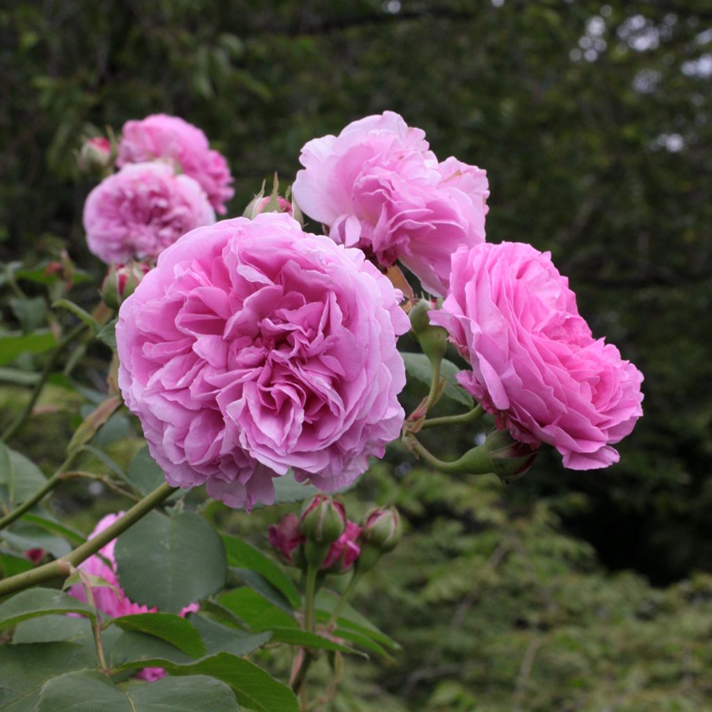 Rosa antica Louise Odier