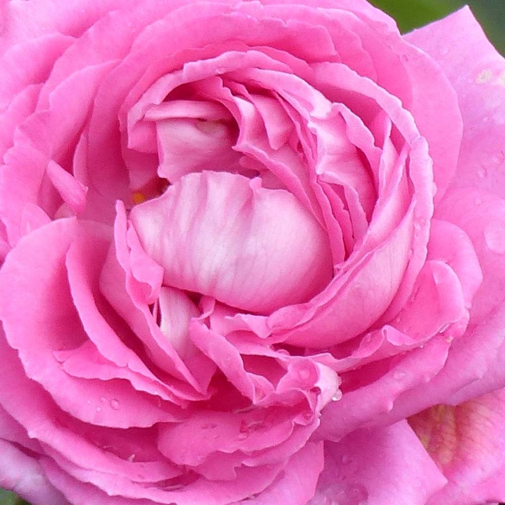 Rosa antica Mrs John Laing