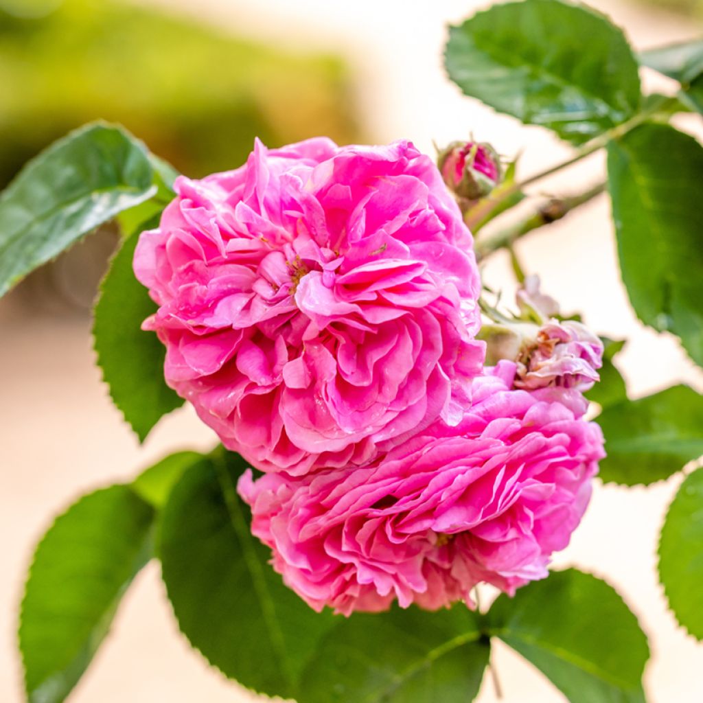 Rosa antica Mrs John Laing