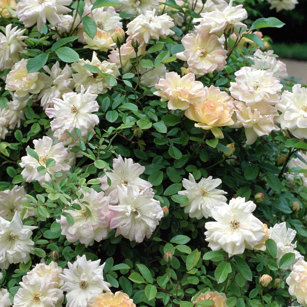 Rosa multiflora Phyllis Bide