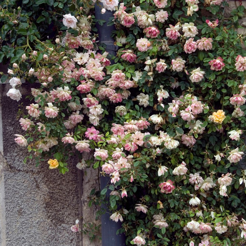 Rosa multiflora Phyllis Bide